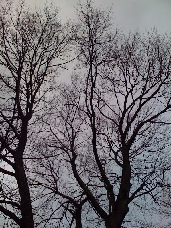 [lemead_1238884022[1].jpg]